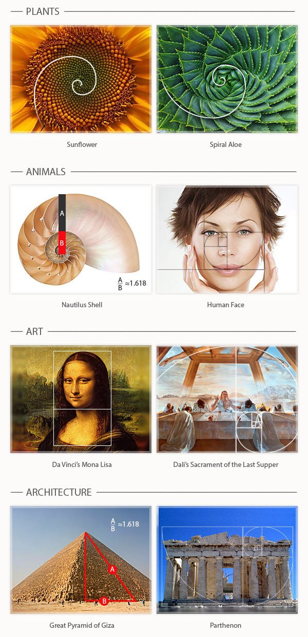 Golden Ratio Art Examples   Golden Ratio Examples 